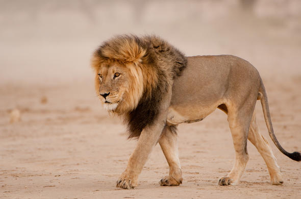 Lion